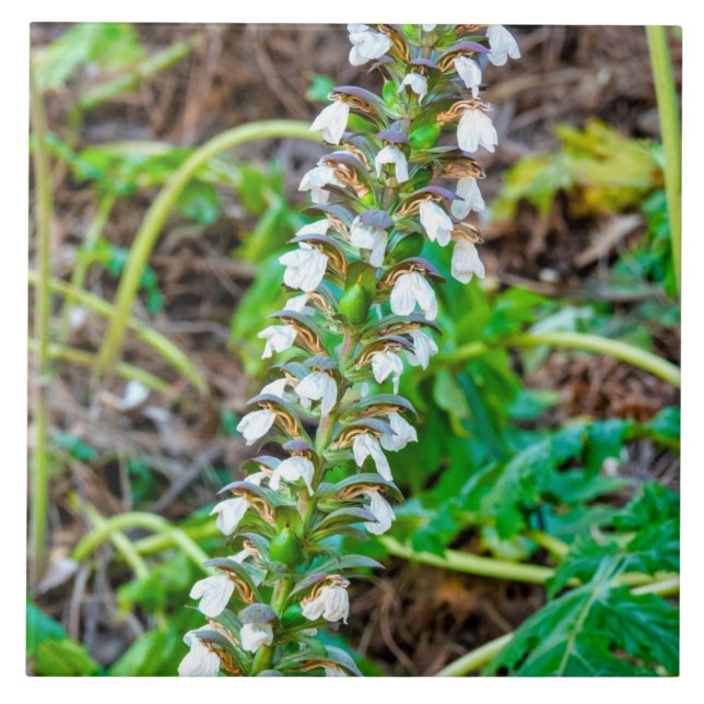 Bärenbrauen Fliese (Vorderseite)