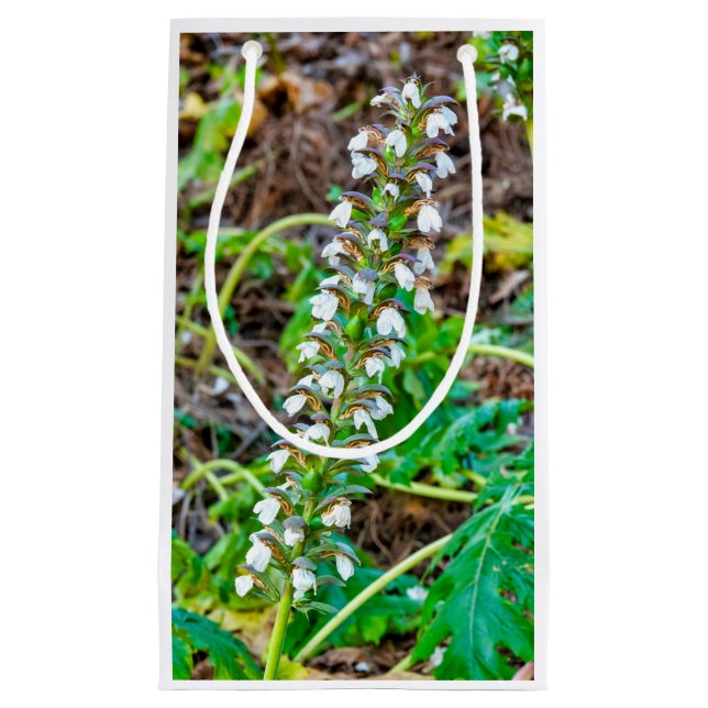 Bärenbrauen Kleine Geschenktüte (Vorderseite)