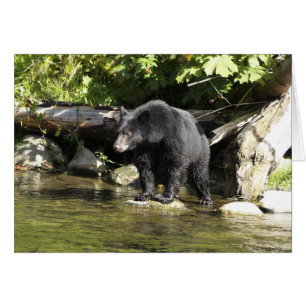 Bärendesign für Tierschützer und Wildtiere