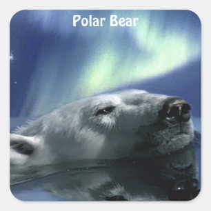 Bärendesign für Tierschützer und Wildtiere Quadratischer Aufkleber