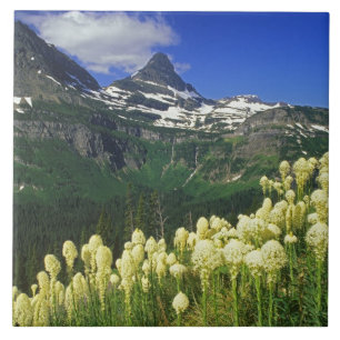 Bärengras am Logan Pass im Glacier-Nationalpark Fliese