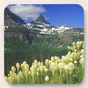 Bärengras am Logan Pass im Glacier-Nationalpark Getränkeuntersetzer