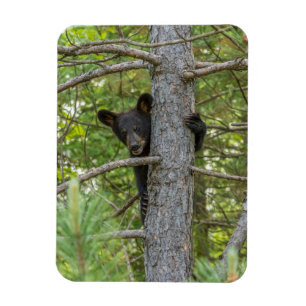 Bärenjunges klettert auf einen Baum Magnet