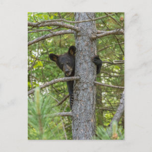 Bärenjunges klettert auf einen Baum Postkarte