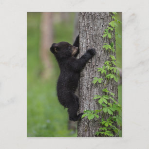 Bärenjunges klettert auf einen Baum Postkarte