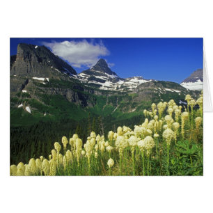 Bärenkraut am Logan Pass im Glacier National Park