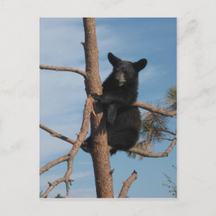 Bärenkuppe im Baum Postkarte