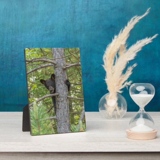 Bärenkuppe Kletterbaum Fotoplatte (Seite)