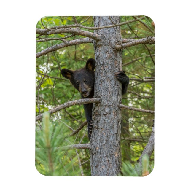 Bärenkuppe Kletterbaum Magnet (Vertikal)