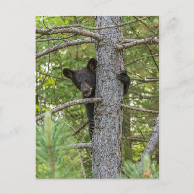 Bärenkuppe Kletterbaum Postkarte (Vorderseite)