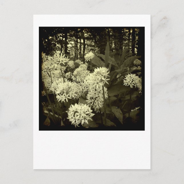 Bärenlauch. Postkarte (Vorderseite)
