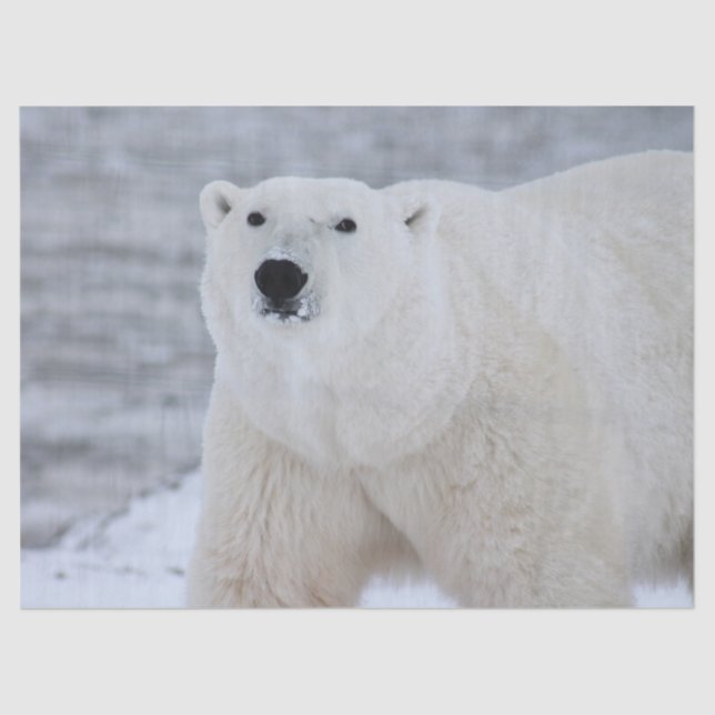 Bärenpapier Seidenpapier (Vorderseite)