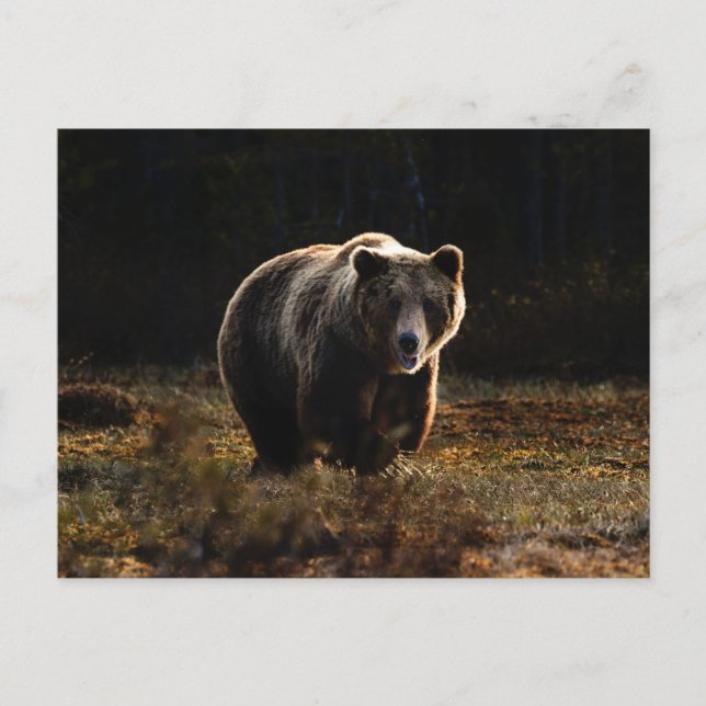 Bärenpostkarte Postkarte (Vorderseite)