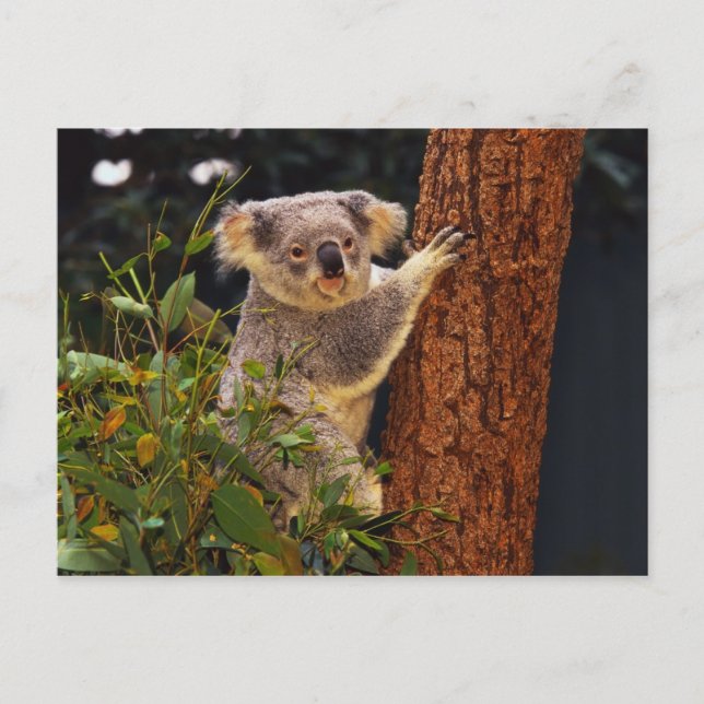 Bärenpostkarte Postkarte (Vorderseite)