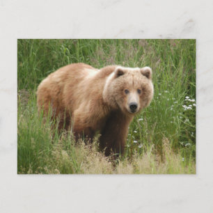 Bärenschlossenheit, Brooks Falls Alaska Postkarte