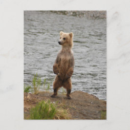 Bärenschlossenheit, Brooks Falls Alaska Postkarte