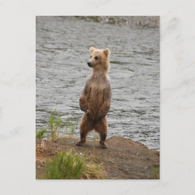 Bärenschlossenheit, Brooks Falls Alaska Postkarte (Vorderseite)