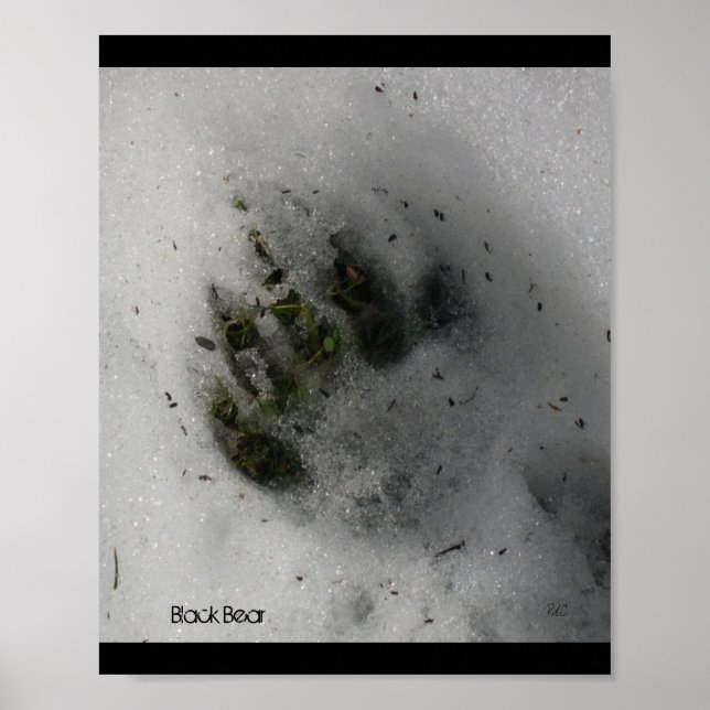 Bärenspurenposter Poster (Vorne)