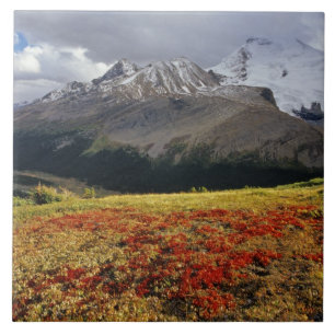 Bärentraube im frühen Herbst Athabasca Peak in der Fliese