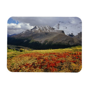 Bärentraube im frühen Herbst Athabasca Peak in der Magnet
