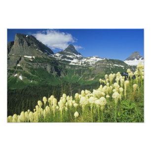 Bärgras bei Logan Pass, Gacier National Fotodruck