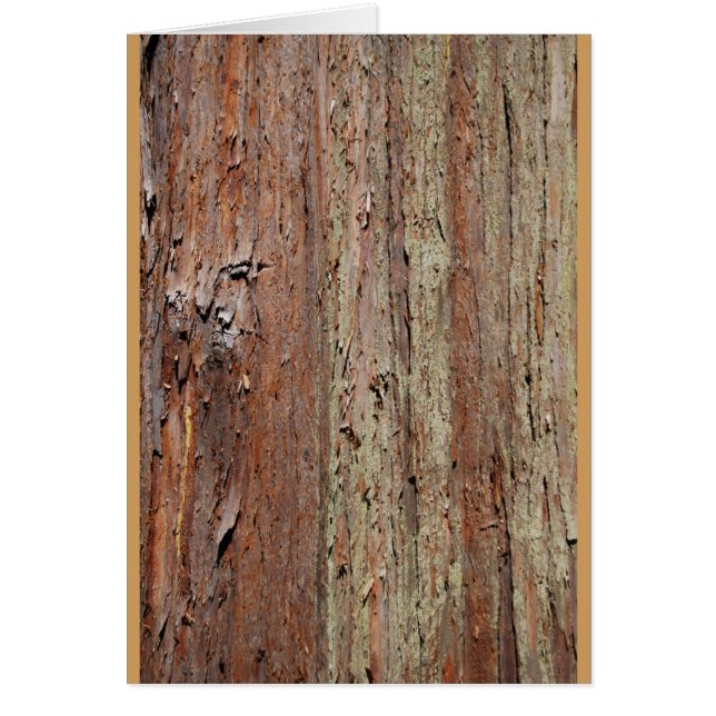 Bark (Vorne)