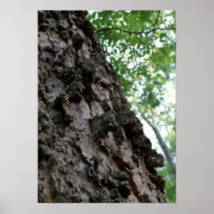 Bark auf einem Baum Poster