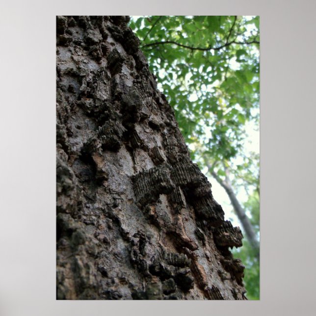 Bark auf einem Baum Poster (Vorne)