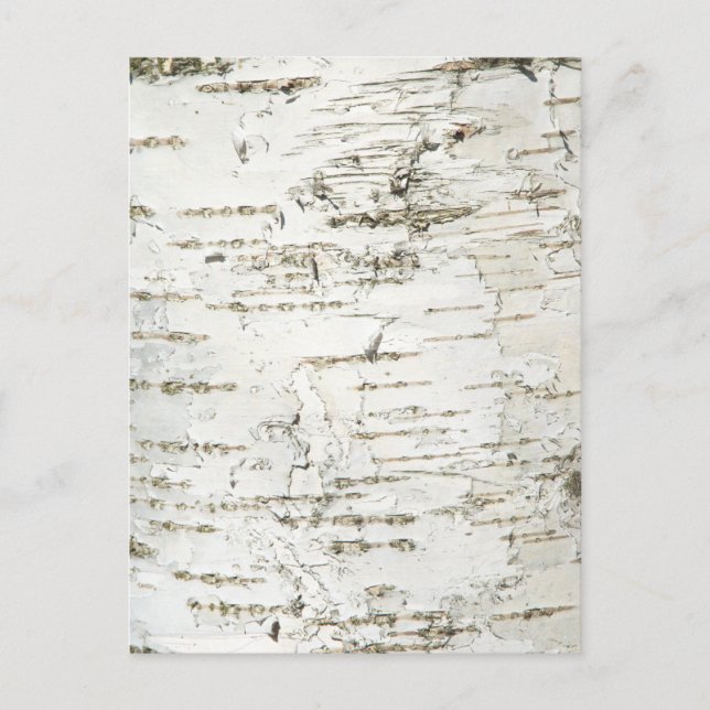 BARK BIRCH POSTKARTE (Vorderseite)