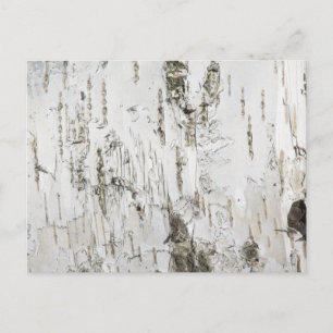 BARK BIRCH POSTKARTE
