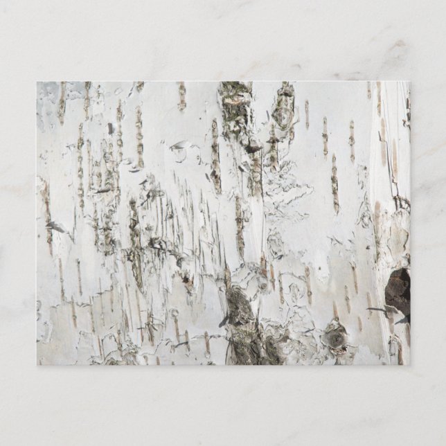 BARK BIRCH POSTKARTE (Vorderseite)