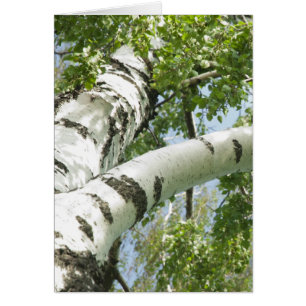 BARK TREE
