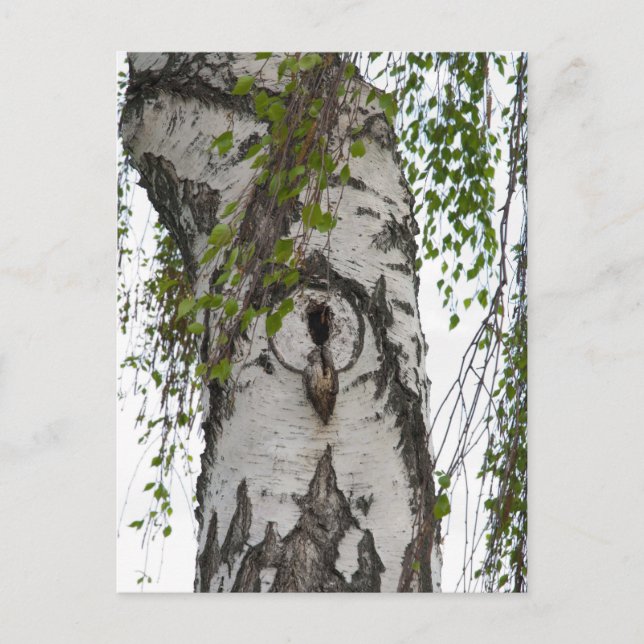 BARK TREE POSTKARTE (Vorderseite)