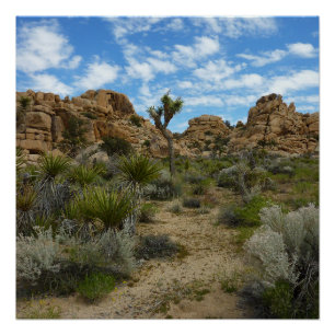 Barker Dam Loop Trail im Joshua-Tree-Nationalpark Poster