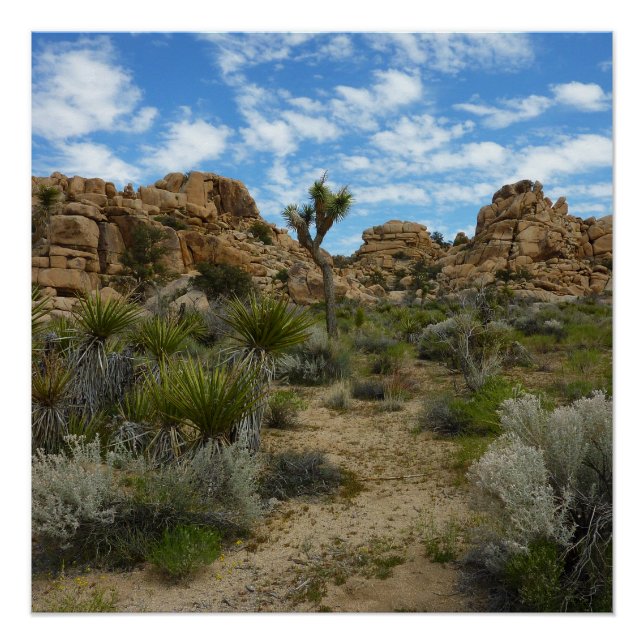 Barker Dam Loop Trail im Joshua-Tree-Nationalpark Poster (Vorderseite)