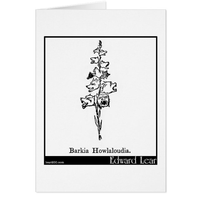 Barkia Howlaloudia. (Vorne)