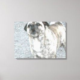 Barking Bull Dog Leinwanddruck