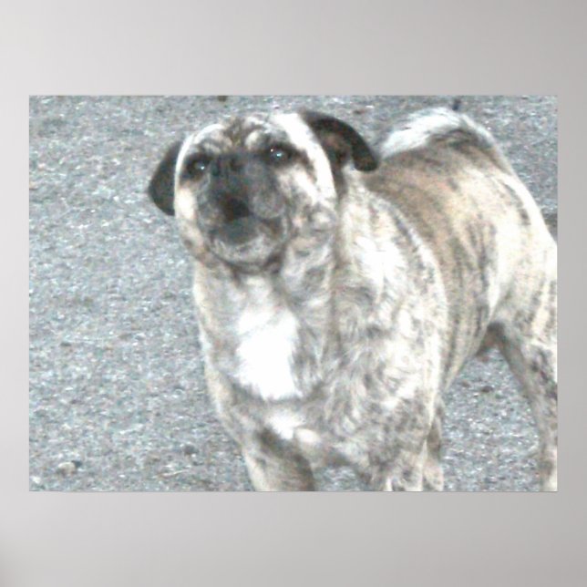 Barking Bull Dog Poster (Vorne)