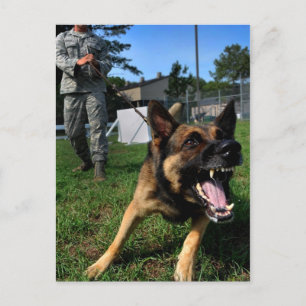 Barking German Shepherd Postkarte