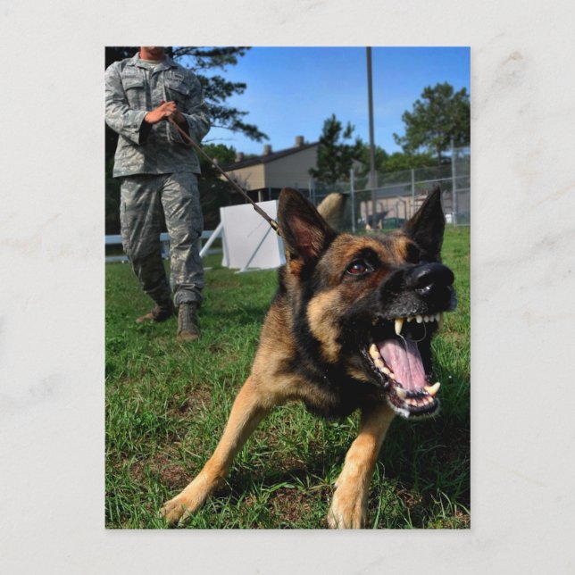Barking German Shepherd Postkarte (Vorderseite)
