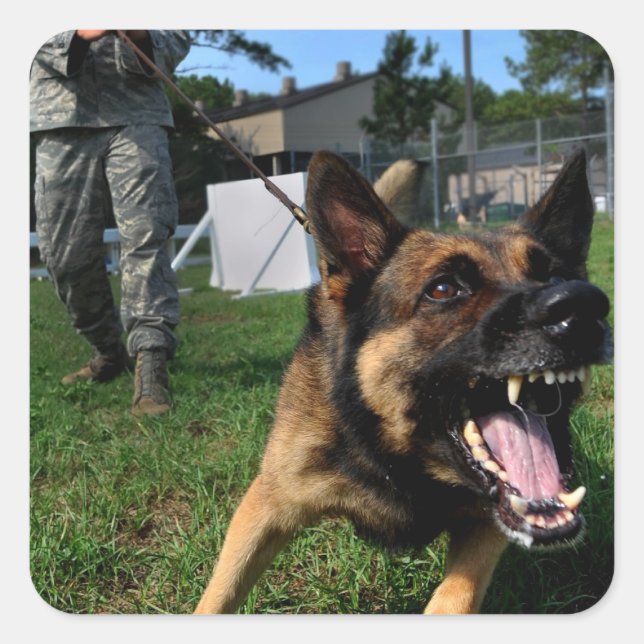 Barking German Shepherd Quadratischer Aufkleber (Vorderseite)