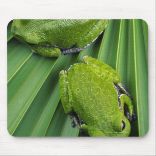 Barking Tree Frog (hyla gratiosa) Mousepad