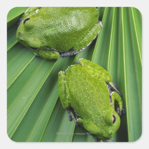 Barking Tree Frog (hyla gratiosa) Quadratischer Aufkleber