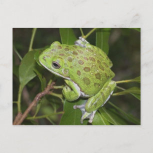Barking Tree Frog - Postkarte