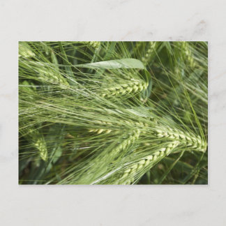 Barley Field Postkarte