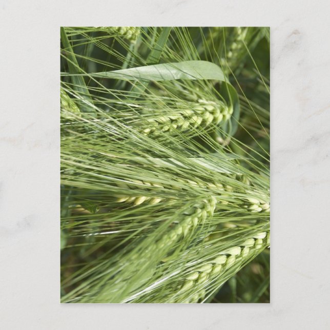 Barley Field Postkarte (Vorderseite)