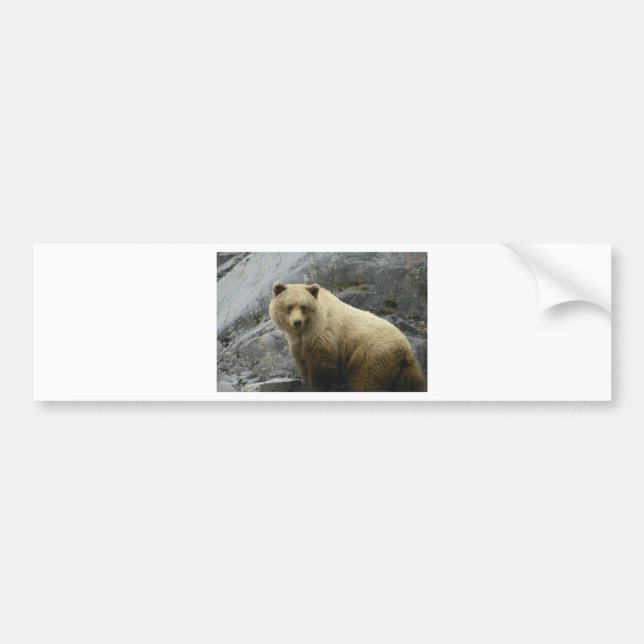 Bärn-Alaska-Tier-Schicksals-Natur Autoaufkleber (Vorne)