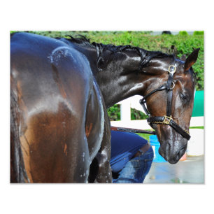 Bärn-Anvisieren Fotodruck