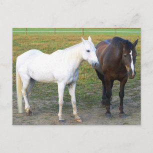 Barn Buddies Postkarte
