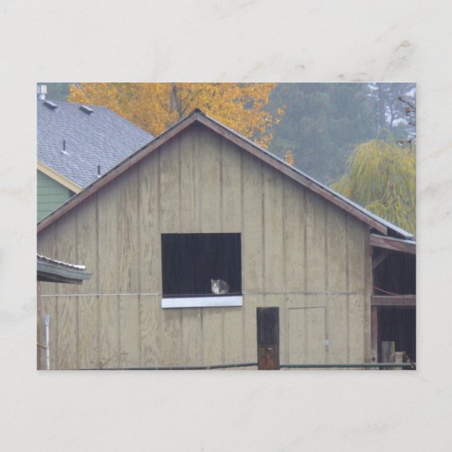 Barn Kitty Postcard Postkarte (Vorderseite)